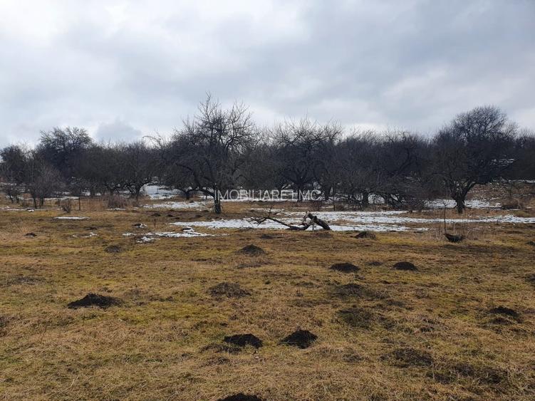 Teren Construcții extravilan de 10000 mp, în Bod - 5