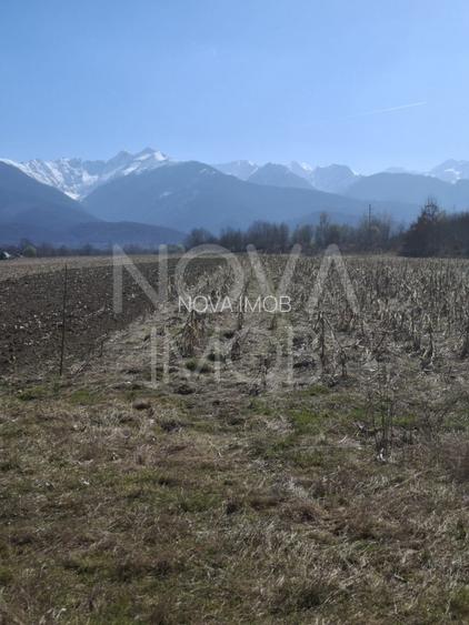 Teren extravilan de vanzare - Arpasul de Sus - 3