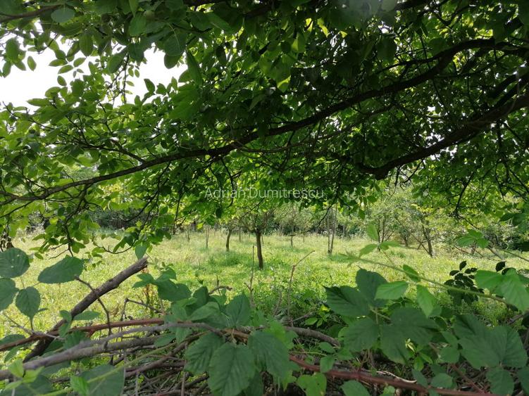 Curte 1512/3025mp , Bughea de Jos, 5 min Valeni PH - 6