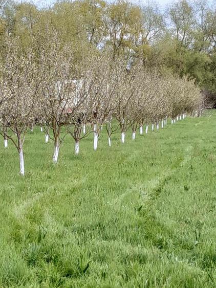 De vânzare teren extravilan în Sfântu Gheorghe