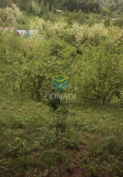 Teren Breaza  800mp pe colina priveliste superba - 11