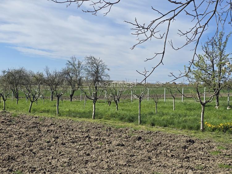 TEREN INTRAVILAN -1300 mp CURTISOARA - 11