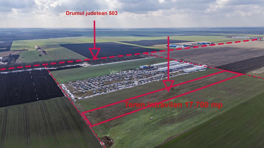 Teren intravilan Belciugatele*300 m de DN*Linie de tensiune medie*Plata in rate - 3