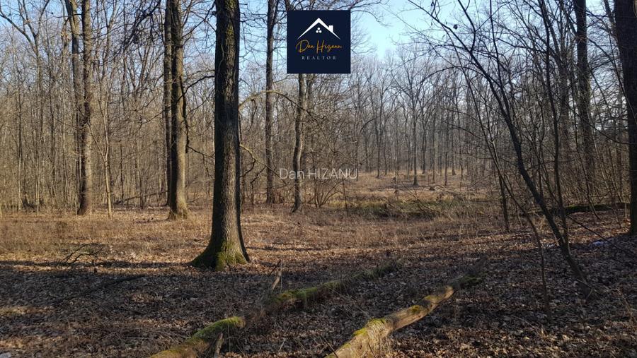 3 Ha Pădurea Băneasa ZOO - Pipera - Schimb sau RATE - 5