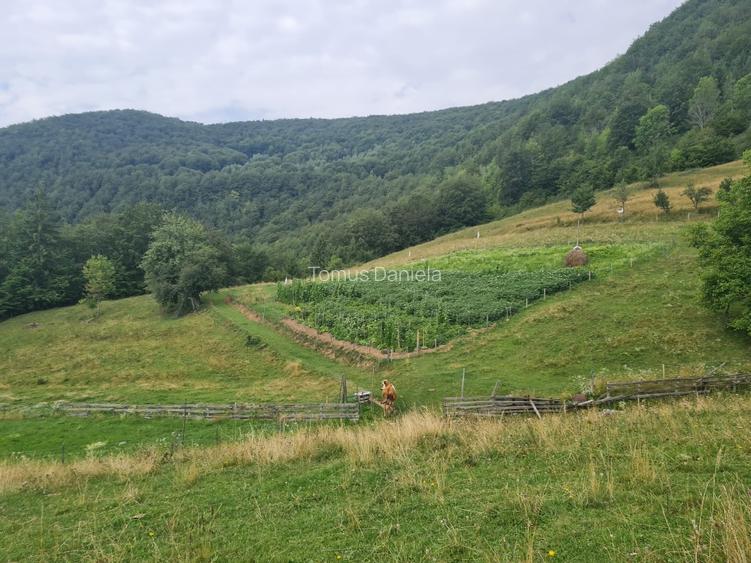 Teren de vânzare cu casă în Apuseni - 4