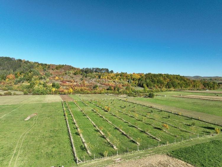 RECO, Teren cu livada de nuci, Zona Auseu, Bihor - 5