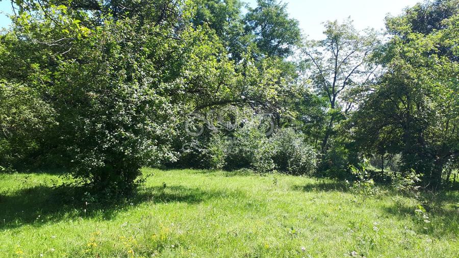 Teren cu livada de vanzare in Albesti de Muscel - 6