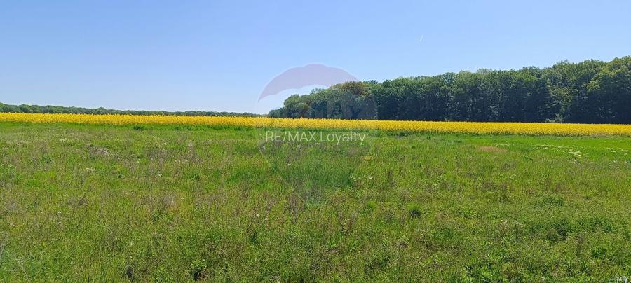 Teren 980mp Ciolpani - 4