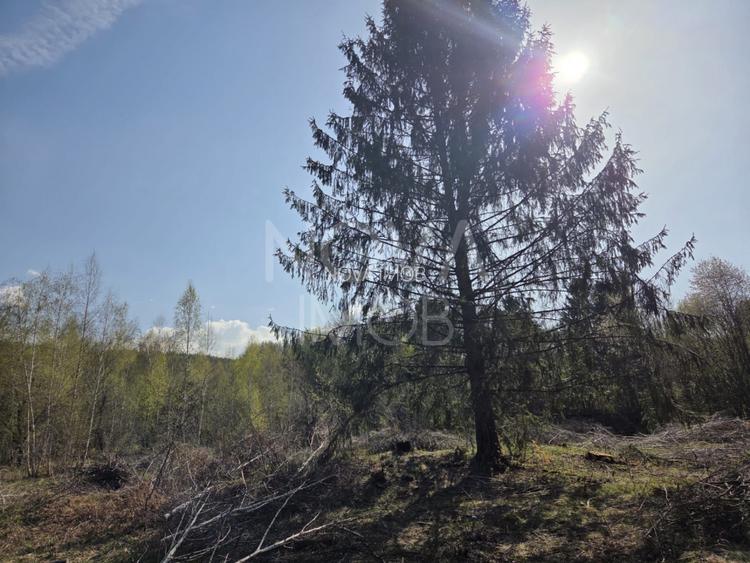 Teren intravilan de vanzare - Vistisoara - 4