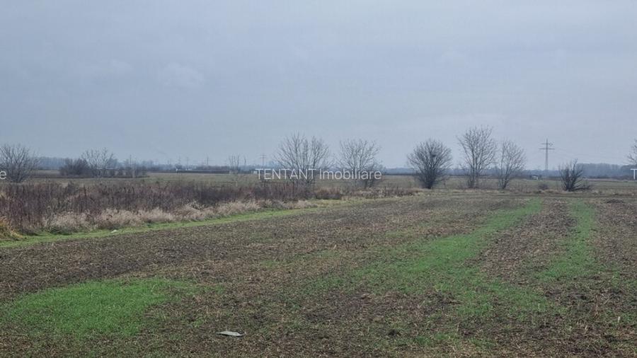 Vanzare Teren construibil 600mp 1 Decembrie Ilfov - 8