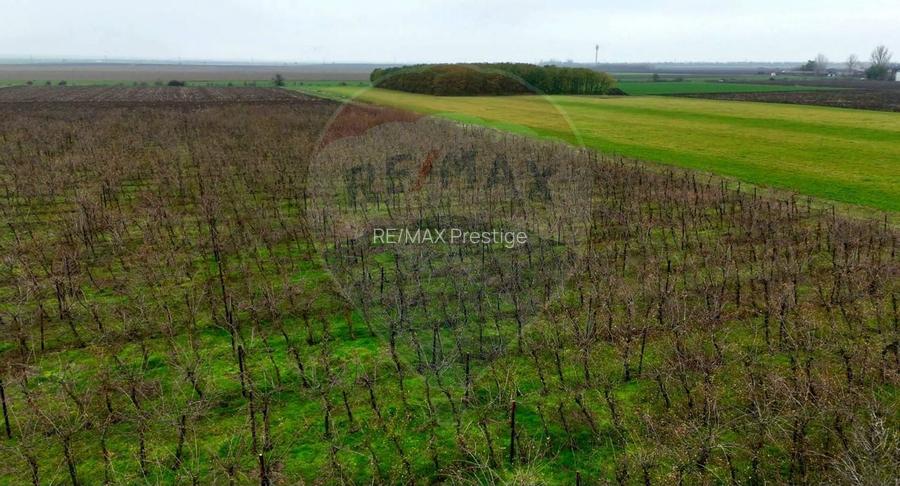 Ferma agro-industrială – 43 ha Adunații Copaceni - 11