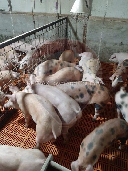 Afacere la cheie în creșterea porcinelor – Rona de Jos - 8