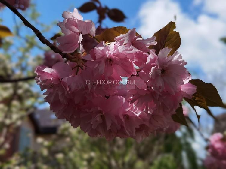 Iancu Nicolae - Vila INDIVIDUALA în apropiere de British School - 32