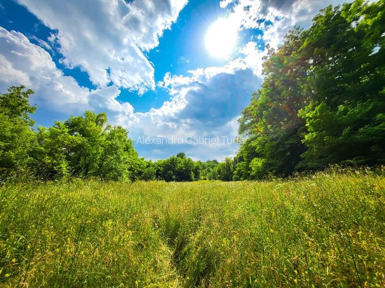 Teren de 11600 mp în mijlocul naturii la 2 ore de București - 4