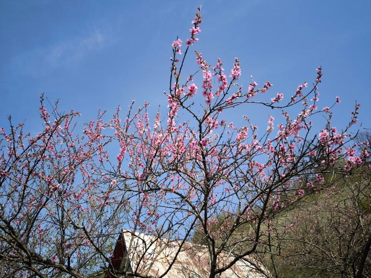 Teren cu cabana de vanzare - 9