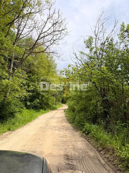PĂDURE DE VÂNZARE – 17 HA – VALEA MARE, COMUNA BĂLILEȘTI, JUDEȚUL ARGEȘ - 7
