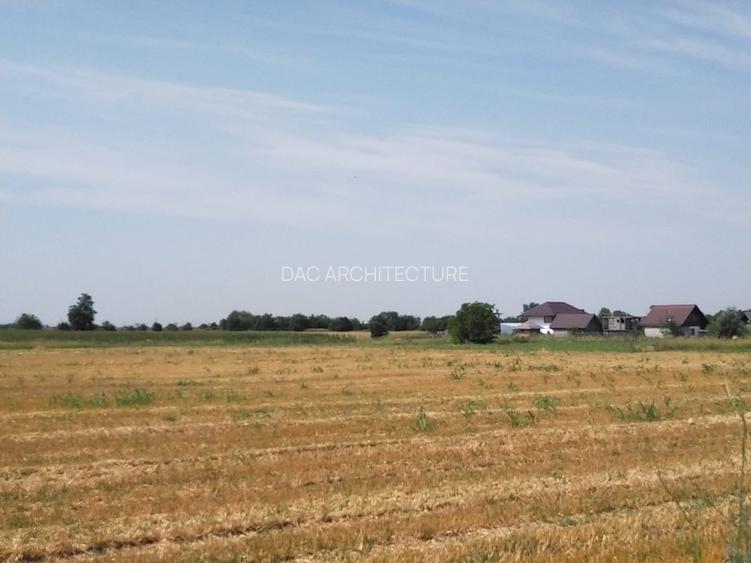 TEREN MOARA VLASIEI - CACIULATI 1500 mp - 2