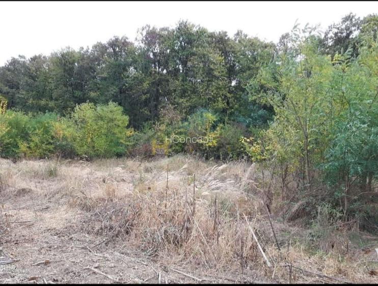 Teren Gruiu sat Lipia - 4