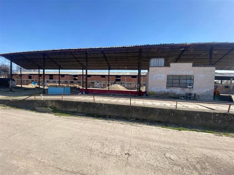 RECO hale cu teren generos Salonta - 3