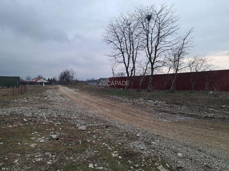 Teren intravilan 1450 mp – Carpiniș , Ideal pentru casă de locuit - 10