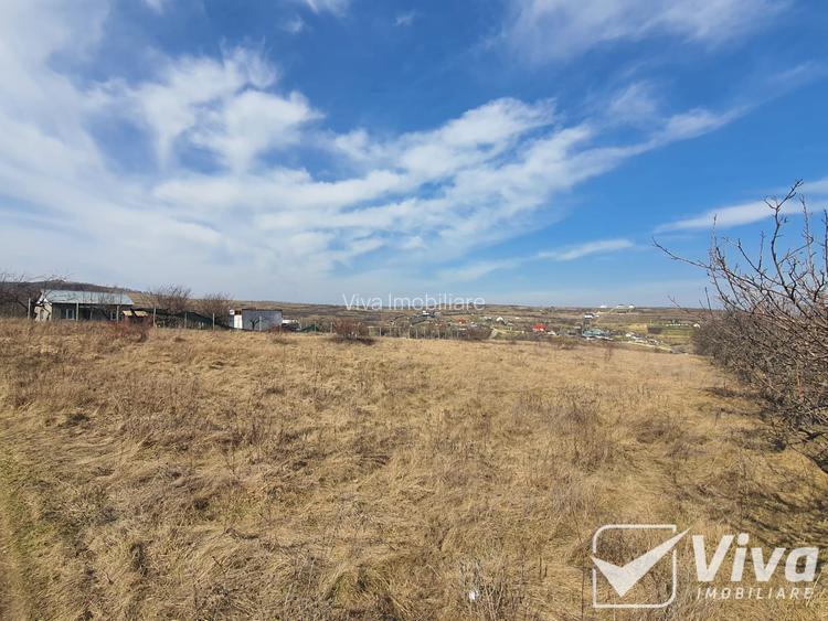 Teren 5300 mp Intravilan in Goruni – Tomesti - 8