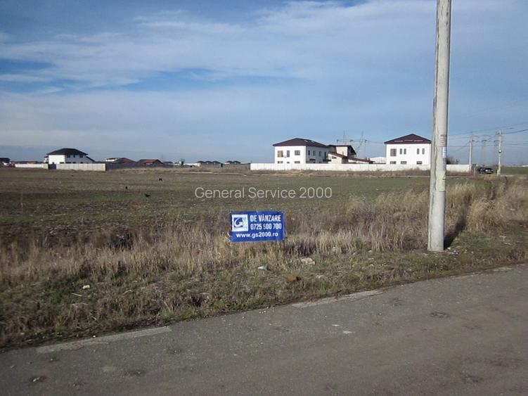 Domnesti-Narciselor - 4