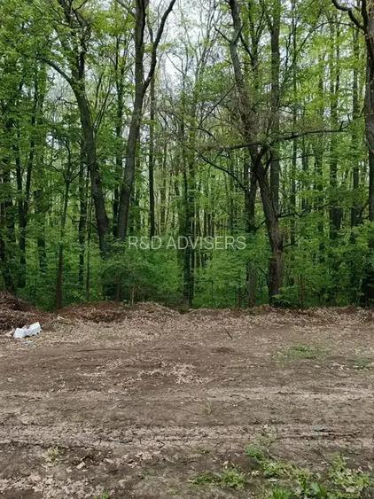 Erou Iancu Nicolae Apartament 4 Camere Curte 265 MP Vedere La Padure - 6