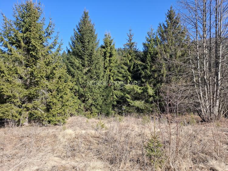 Teren Intravilan | Schitu Tarcău | 2089MP | Izvor | Platou - 4