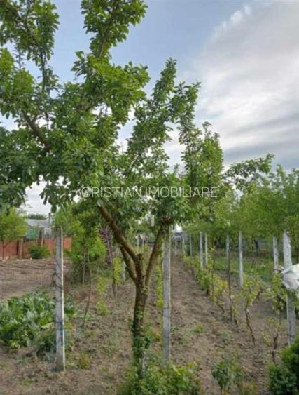 950 mp intravilan Chiscani deschidere 50m la sosea - 4