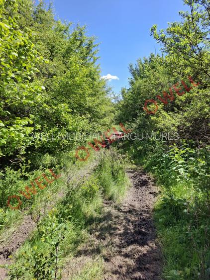 De vânzare teren intravilan de 30 000 m² (3 ha) în Reghin - 6