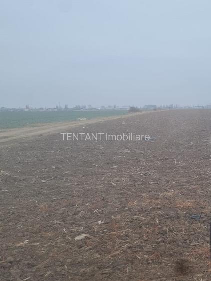 Vanzare Teren 5000mp intravilan Magurele - 3