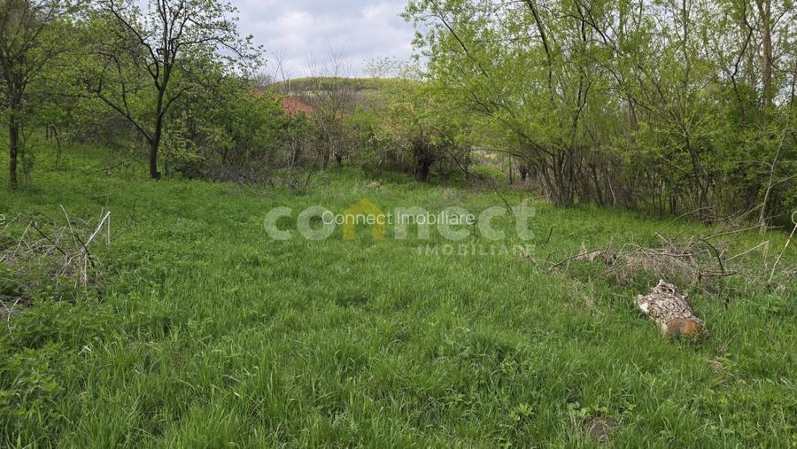 De vanzare teren superb in Ciurila – 500 mp de liniste, verdeata si potential - 7
