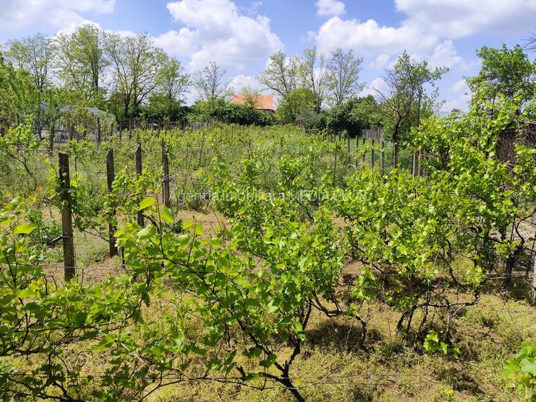 Casă și teren intravilan 1374mp Vânători - 3