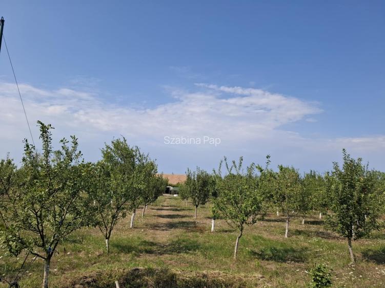 Se vinde casă + teren generos în comuna Acîș (aprox. 38 km de Satu Mare) - 8