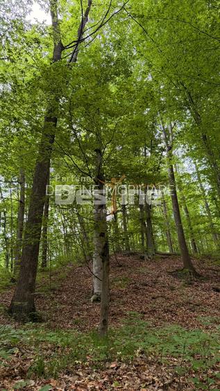 PĂDURE DE VÂNZARE – 17 HA – VALEA MARE, COMUNA BĂLILEȘTI, JUDEȚUL ARGEȘ - 11
