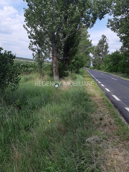 Teren Silistea Snagovului 10.000 mp intravilan+extravilan - 3