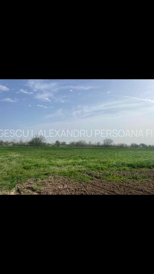 Adunatii Copaceni Teren 4000m Intravilan Arabil - 2