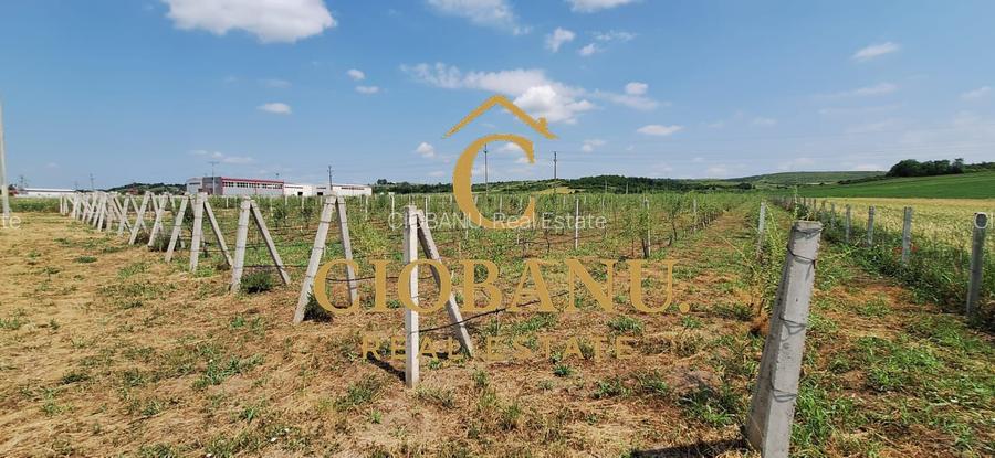 Teren intravilan cu PLANTATIE DE GOJII de vanzare in Racari - 9