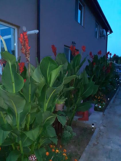 VILA UNICAT ULTRALUX P+1 +CASA CU TEREN 1412MP ZONA PALAZU MARE