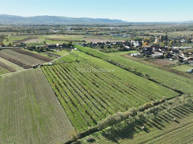 RECO, Teren cu livada de ciresi, Zona Auseu, Bihor - 6
