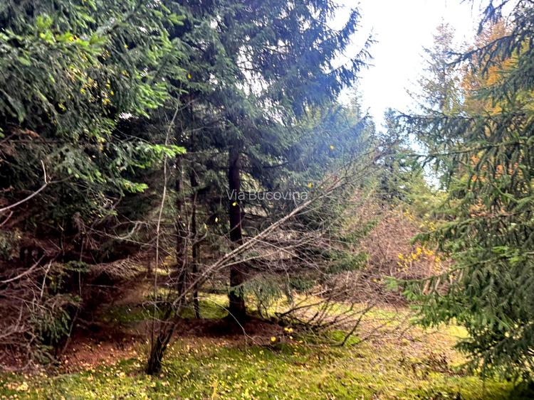 Vanzare 5,3 ha pasune deasupra Voronetului Suceava - Proiect Turistic - 32