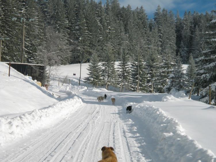 10650 pe munte, langa Predeal  cu PUZ, ridicare TOPO, studiu GEO,apa,gaz,curent - 7