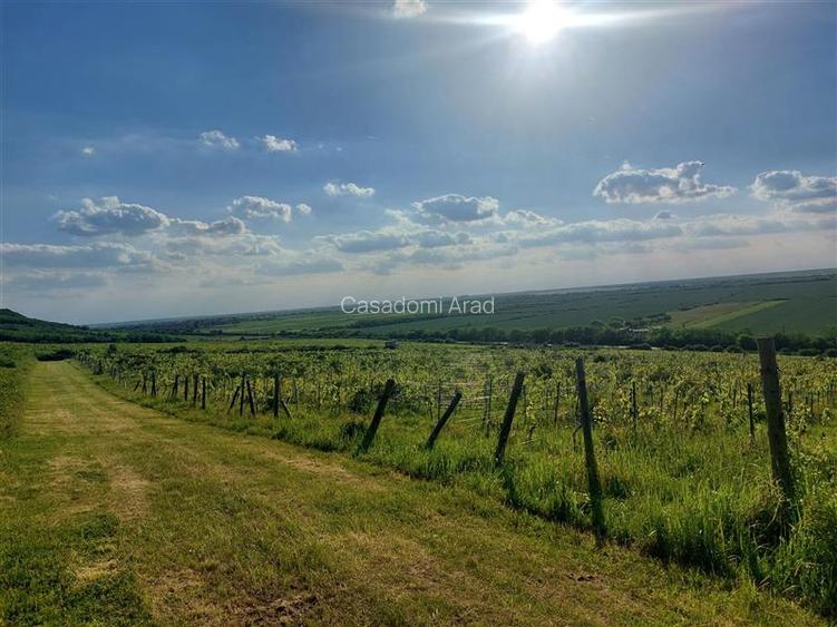 PRET REDUS!!! Proprietate viticola ecologica in zona Siria - 2