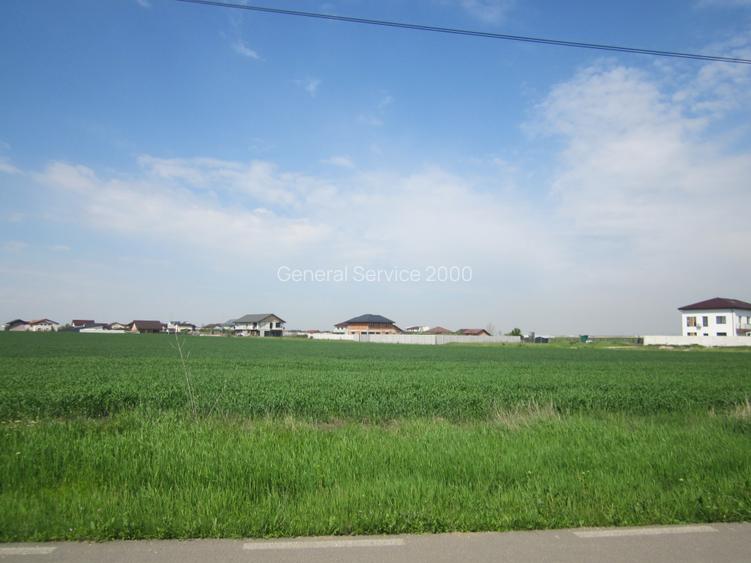 Domnesti-Narciselor - 18