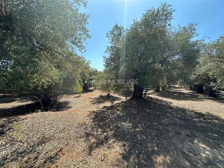 Teren intravilan pe insula Thassos, aproape de plaja salbatica - 2