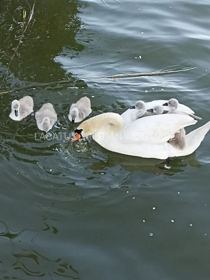 EXCLUSIVITATE! VILA UNICAT D+P+1 ZONA MAMAIA-SAT - 16