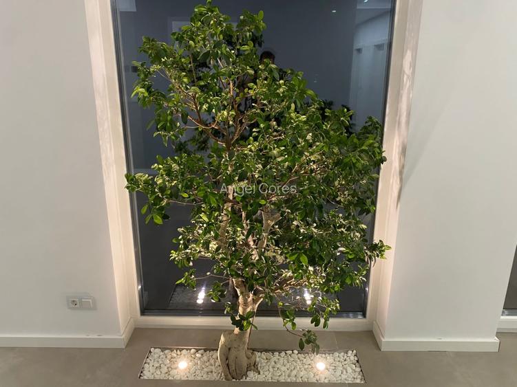 Vilă de vânzare in Becicerecu Mic zonă nouă exclusiv de vile individuale. - 2