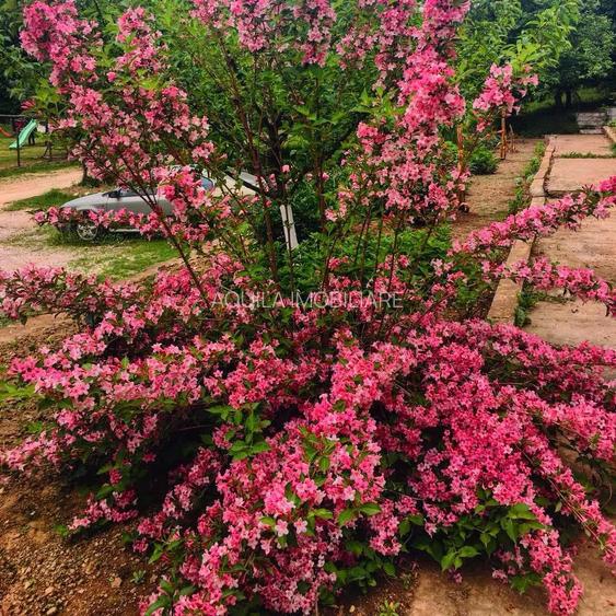 Teren intravilan 5660 mp - 9