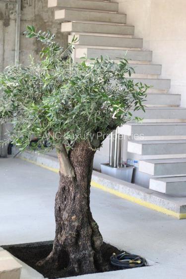 SMART HOME UNICAT I AUTOSUSTENABILA 0% UTILITATI I CORBEANCA - 5