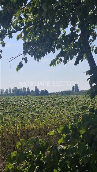 Teren de vanzare  - Caciulati - Ilfov - 3